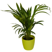 Palmeira Areca + Cachep Verde Limo